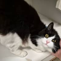 Photo of Percy