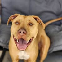 Photo of 🐁 Danger Mouse 6840 🐁