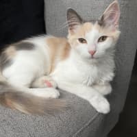 Photo of Maple & Misty 