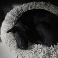 Photo of Bandit