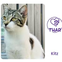 Photo of Kitz