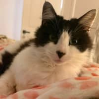 Photo of Puss 