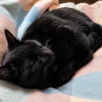 Photo of Luca / Raven / Raven / Luca