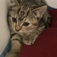 Photo of Tawny 