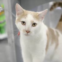 Photo of Fizz