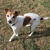 Photo of Abbott & Costello