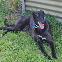 Photo of Freda, The Greyhound