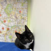 Photo of Pip