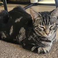 Photo of Pip