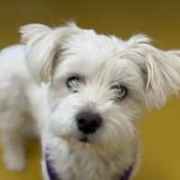 Photo of Snowflake