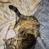 Photo of Simba