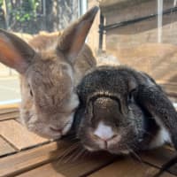 Photo of 🐰Artemis & Willow🐰   Located In Brunswick 