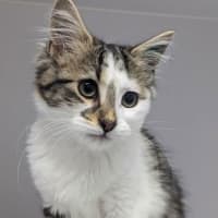 Photo of Luna