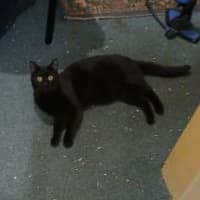 Photo of Shadow