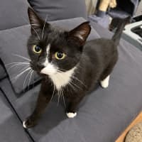 Photo of Toothless