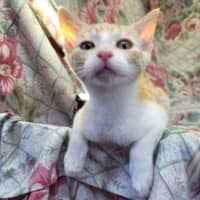Photo of Kobi 