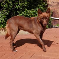 Photo of Chili
