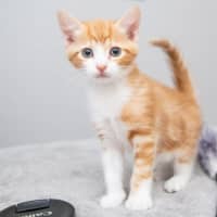 Photo of Pumpkin