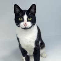 Photo of Oreo