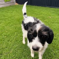 Photo of Oscar