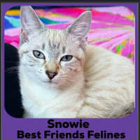 Photo of Snowie 