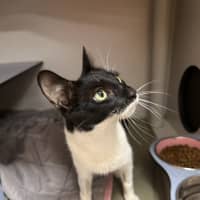Photo of Dora