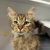 Photo of Coco (Bonded To Benji)