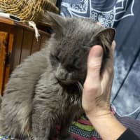 Photo of Morris 💙