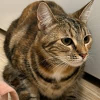 Photo of Willow