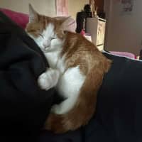 Photo of Tater Tot