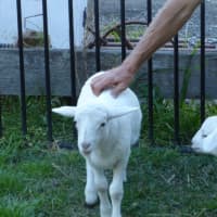 Photo of Buddy & Snow