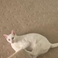 Photo of Angel & Loki