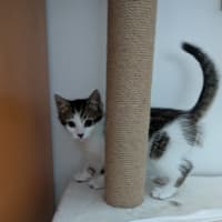 Photo of Lightning Snail