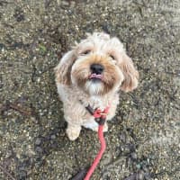 Photo of Cookie