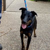 Photo of Dom (With Frankie)