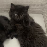 Photo of Sugar