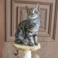 Photo of Pancake 