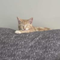 Photo of Shadow