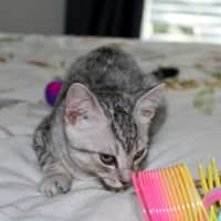 Photo of Pumba