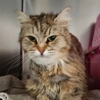Photo of Poppy / Cat 22 (Eevee)