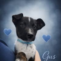 Photo of Gus