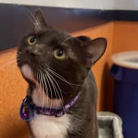 Photo of Romeo