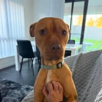 Photo of Koba   1.5 Year Old American Staffy X Kelpie