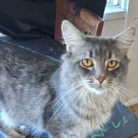 Photo of Oliver