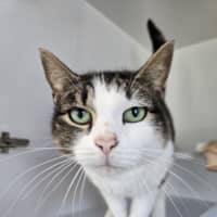 Photo of Peta