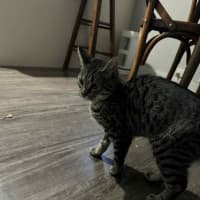 Photo of Ziggy 