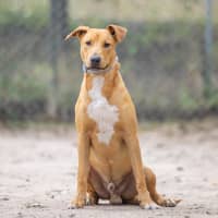 Photo of Ziggy