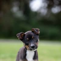 Photo of Ziggy