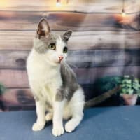 Photo of Lilly   Located In Brunswick East