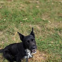 Photo of Smiffy